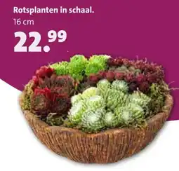 Intratuin Rotsplanten in schaal aanbieding