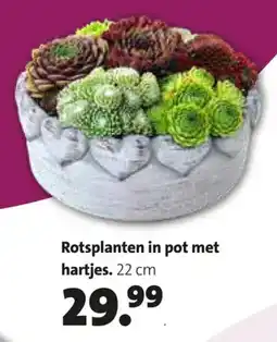 Intratuin Rotsplanten in pot met hartjes aanbieding
