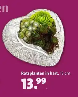 Intratuin Rotsplanten in hart aanbieding