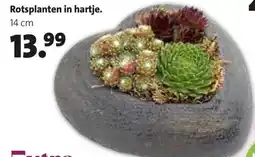 Intratuin Rotsplanten in hartje aanbieding