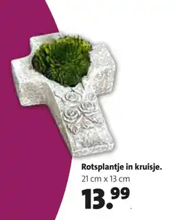 Intratuin Rotsplantje in kruisje aanbieding