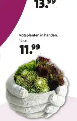 Intratuin Rotsplanten in handen aanbieding