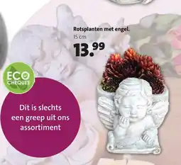 Intratuin Rotsplanten met engel aanbieding