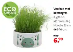 Intratuin Voerbak met kattengras aanbieding