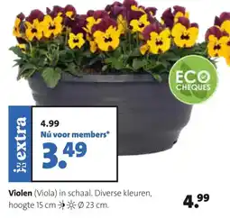 Intratuin Violen in schaal aanbieding