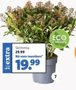 Intratuin Skimmia aanbieding