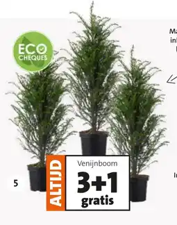 Intratuin Venijnboom aanbieding