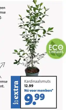 Intratuin Kardinaalsmuts aanbieding