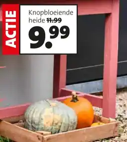 Intratuin Knopbloeiende heide aanbieding