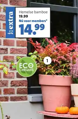 Intratuin Hemelse bamboe aanbieding
