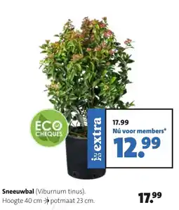 Intratuin Sneeuwbal aanbieding
