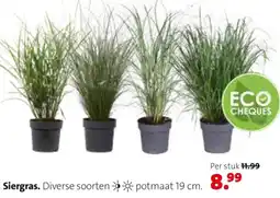 Intratuin Siergras aanbieding