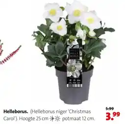 Intratuin Helleborus aanbieding