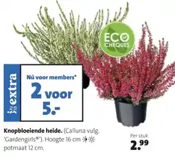 Intratuin Knopbloeiende heide aanbieding