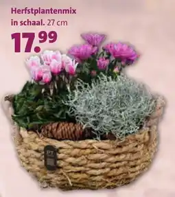 Intratuin Herfstplantenmix in schaal aanbieding