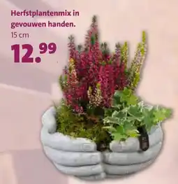 Intratuin Herfstplantenmix in gevouwen handen aanbieding