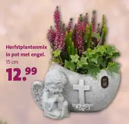 Intratuin Herfstplantenmix in pot met engel aanbieding