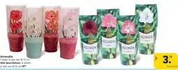 Carrefour Amaryllis aanbieding