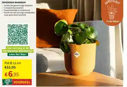 Horta Peperomia raindrop aanbieding