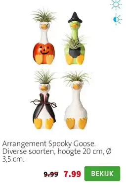 Intratuin Arrangement Spooky Goose aanbieding