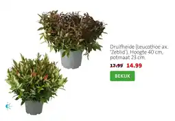 Intratuin Druifheide aanbieding