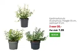 Intratuin Kardinaalsmuts aanbieding