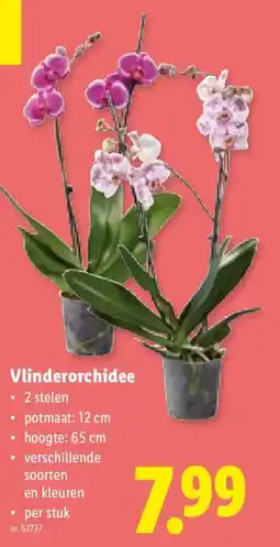 Lidl Vlinderorchidee aanbieding