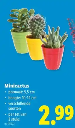 Lidl Minicactus aanbieding