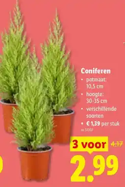 Lidl Coniferen aanbieding