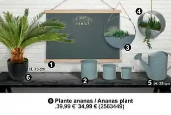 Cora Plante ananas - ananas plant aanbieding