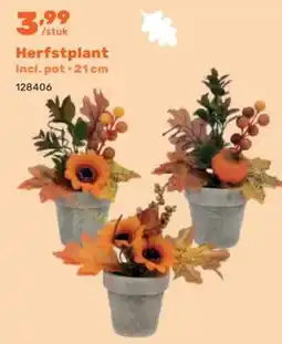 Happyland Herfstplant aanbieding