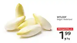 Alvo witloof aanbieding