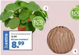 Intratuin Pannenkoekenplant aanbieding