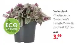 Intratuin Vaderplant aanbieding