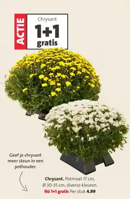 Intratuin Chrysant aanbieding