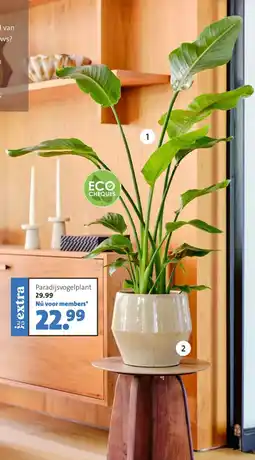 Intratuin Paradijsvogelplant aanbieding
