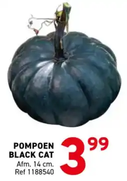 Trafic Pompoen black cat aanbieding