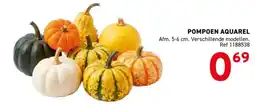 Trafic Pompoen aquarel aanbieding