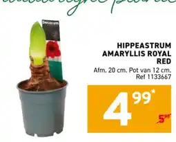 Trafic hippeastrum amaryllis royal red aanbieding