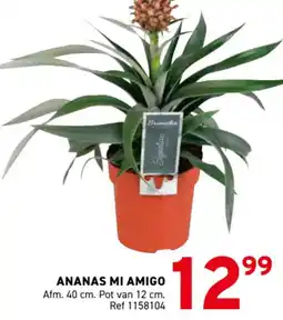 Trafic Ananas mi amigo aanbieding