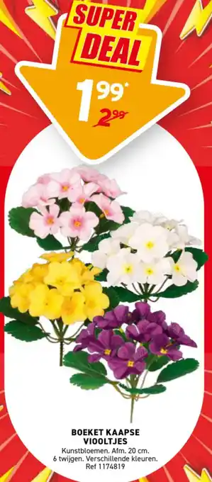 Boeket kaapse viooltjes