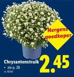 Lidl Chrysantenstruik aanbieding