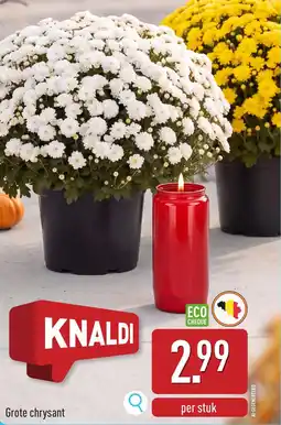 ALDI Grote chrysant aanbieding