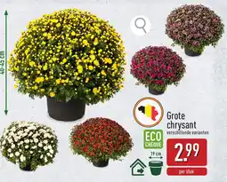 ALDI Grote chrysant aanbieding