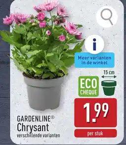 ALDI Gardenline chrysant aanbieding