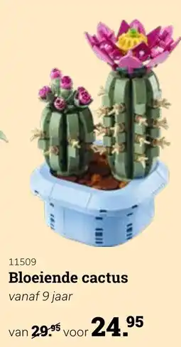 Europoint Bloeiende cactus aanbieding
