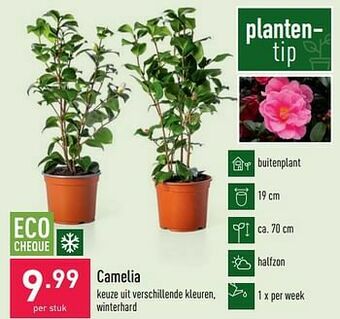 Camelia
