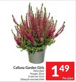 Intermarché Calluna Garden Girls aanbieding