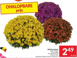 Intermarché Bolchrysanten aanbieding