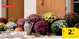 Carrefour Chrysanthèmes aanbieding